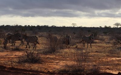 Groepsreizen Afrika