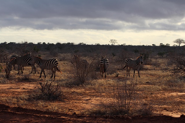 Groepsreizen Afrika